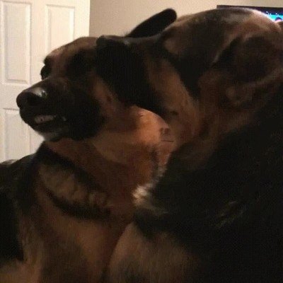 parejas,disfrutar,preliminares