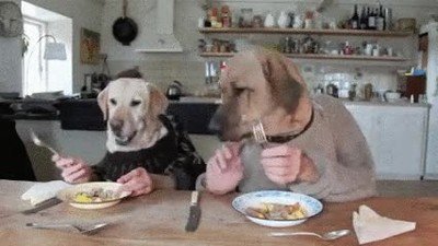 perro,desayunar,mirar,plato