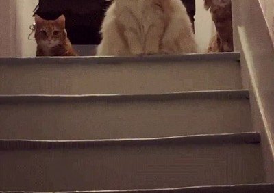 llegar,casa,tarde,gatos