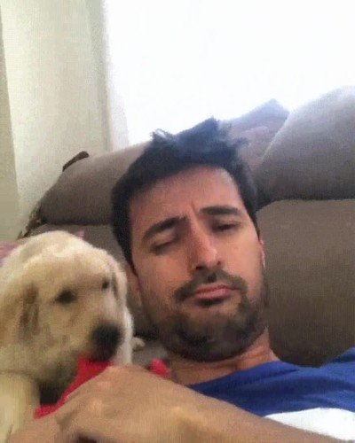 perro,jugar,cara,juguete