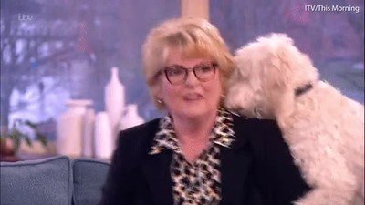 perro,verg&uuml;enza,cosas,inapropiadas,c&aacute;mara