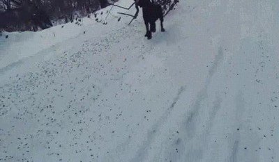 perro,comprometido,limpiar,carreteras