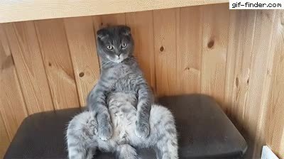 gato,pedir,acercar,birra