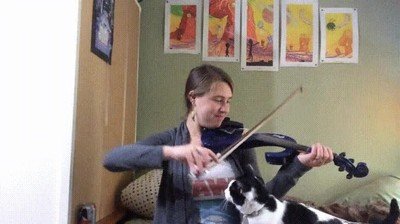 gato,ensayar,merecer la pena