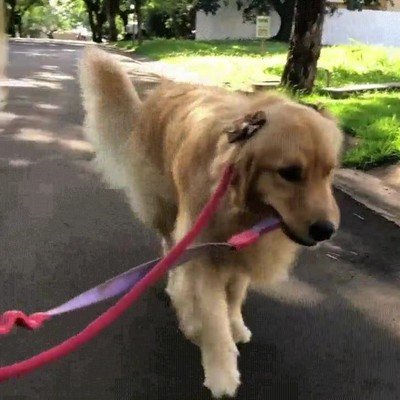 perro,pasear,romantico,pareja