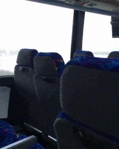 sentar,lado,perro,agradable