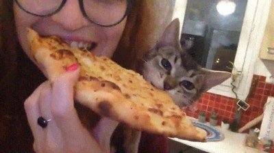 gato,confusion,trozo,pizza
