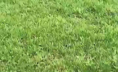 perro,rendir,medio,camino,croqueta