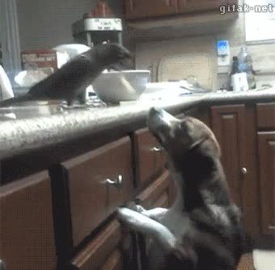 especies,animales,perro,comida