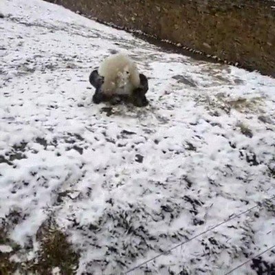 Cuando no te lo estás pasando bien y te vuelves a casa haciendo la croqueta pasar,bien,panda,croqueta