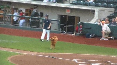 perro,echar,mano,bate,beisbol