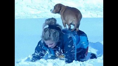 perro,negarse,contacto,nieve