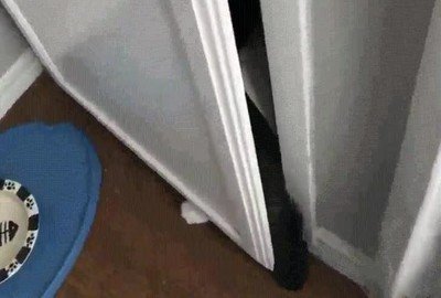 pillada,gato,manos,masa