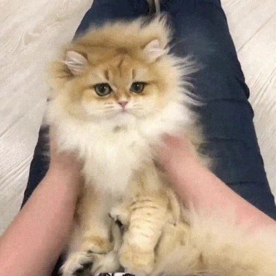 peque&ntilde;o,rey,selva,gato