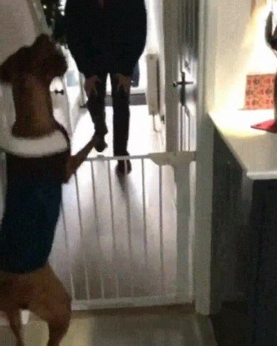 perro,entusiasmado,mejor,amigo,volver,casa