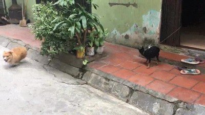 crueldad,buena,libertad,perro