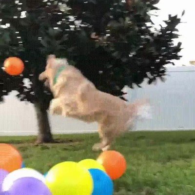 perro,globo,feliz,saltos
