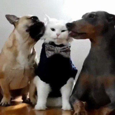 chicos,limpio,gatos,perro,lamer