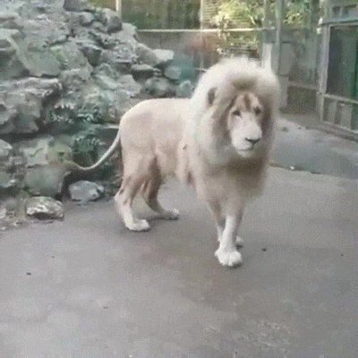 orgullo,leon,burbuja