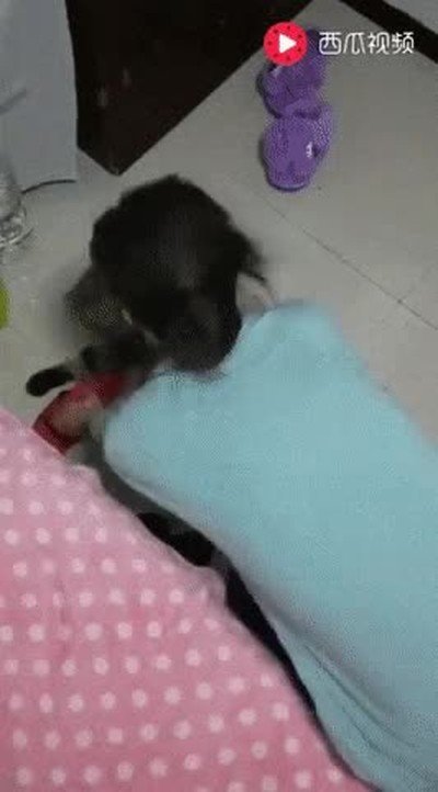 gato,perezoso,tiempo,suelo