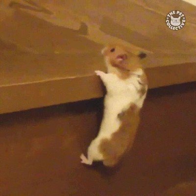 dia,brazos,entrenar,gimnasio,hamster