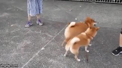 perro,trasero,efectivo,pokemon