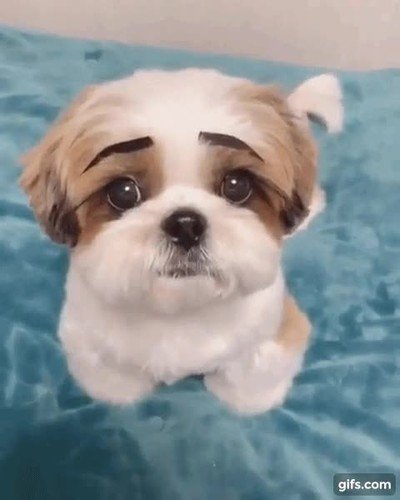 Si los perros tuvieran cejas sería mucho más complicado decirles que no perro,cejas,adorable,no