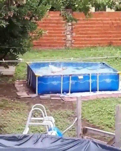 perro,tiempo,libre,largos