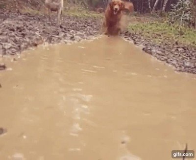 perro,charco,barro,felicidad