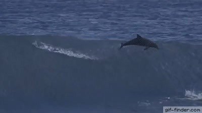 Enlace a Delfines que están un poco hartos de los surferos 