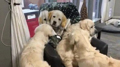 perro,confundir,manta,familia