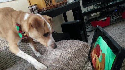 perro,flipar,el rey leon