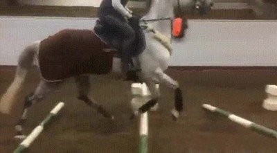 caballo,entrenar,salto,competir