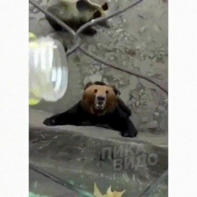 oso,desperdiciar,botella,gota,bebida