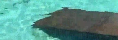 cielo,existir,piscina,perros