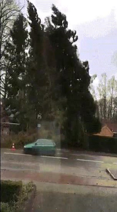 coche,esquivar,arbol,caer,ultimo segundo