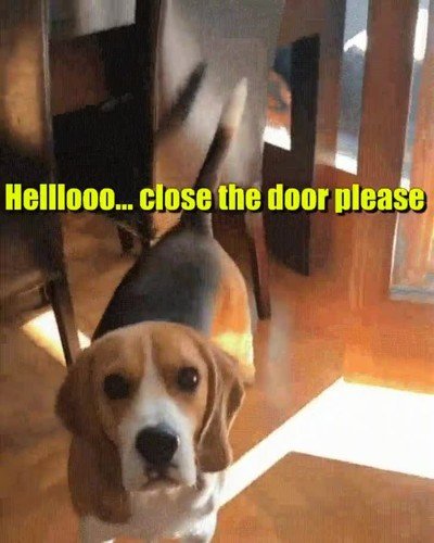 perro,cerrar,puerta
