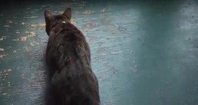 Enlace a Los perros no son los únicos animales guardianes