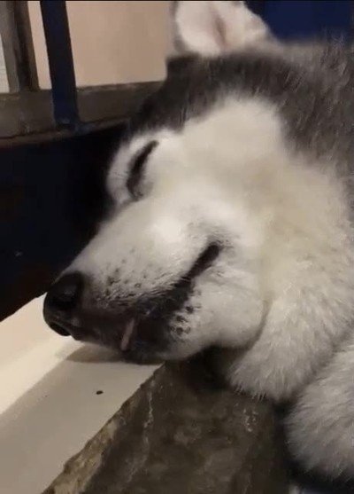 mirada,perro,despertar,siesta