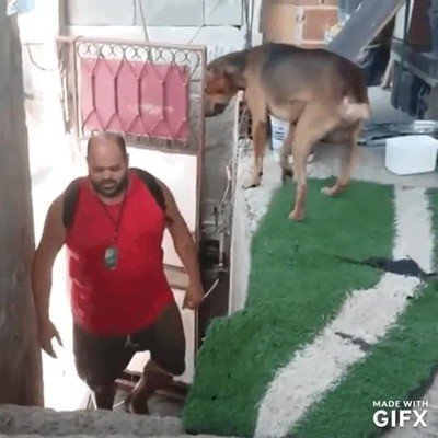 chocar,cinco,humano,perro