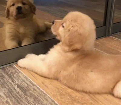 mama,perro,espejo,imitar