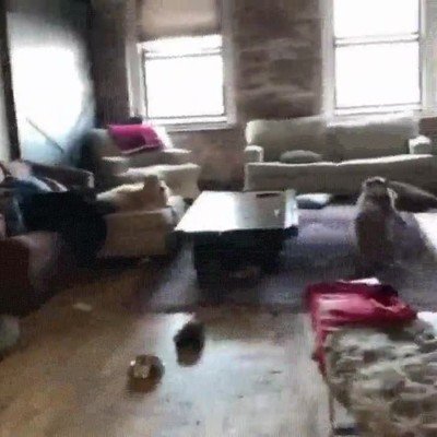 perro,the flash,otra,vida