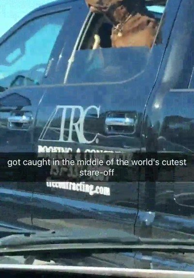 desconocidos,enamorar,perro,coches