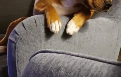 cara,pareja,perro,mimos,hacer las paces