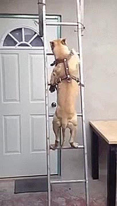 perro,aprender,subir,escaleras