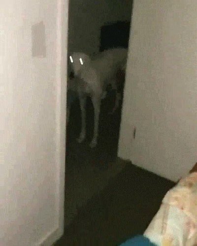 perro,habitacion,cama