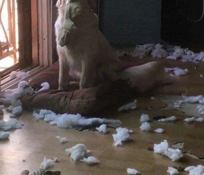 perro,destrozar,colchon,mirada