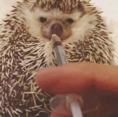 puercoesp&iacute;n,jarabe,sabor,bien