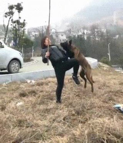 perro,enorme,potencia,salto,c&aacute;mara lenta