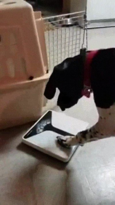 Tu reacción cuando ves que todavía no has bajado los excesos de navidad reacción,peso,perro,bajar,báscula